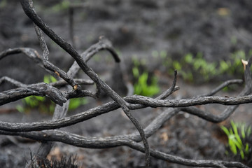 Burnt branches, tangled and interwoven after a forest fire