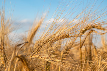 Sunny gold wheat straws on light sunny blue sky close-up. Agriculture farm in crops summer time
