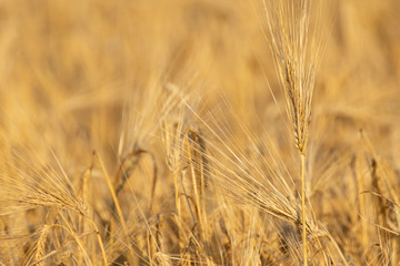 Sunny wheat straw seeds close-up with blurred field background. Agriculture assembly crops summer time macro