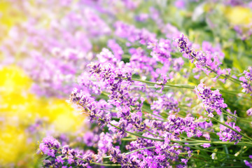 Fototapeta premium Lavender flowers background