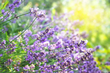 Lavender flowers background