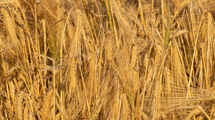Sunny gold sunset wheat straws close-up. Yellow barley textured background. Agriculture gathering in crops summer time