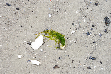 Sand on the coast line of baltic sea