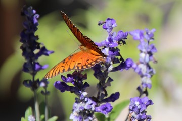 butterfly on flower
