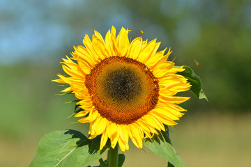 Sunflower bloom with honey bees