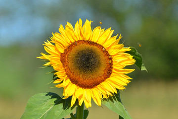 Obraz premium Sunflower bloom with honey bees