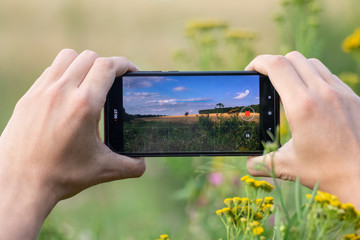 Holding smart phone with two hands horizontally close-up and taking photos of summer wheat and flowers field summer sunny nature landscape