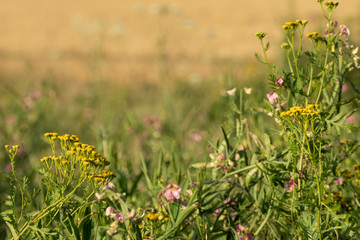  Natural herbal variety with blurred field. Tansy yellow and sweet peas pink flowers in meadow wild greenery on yellow summer background