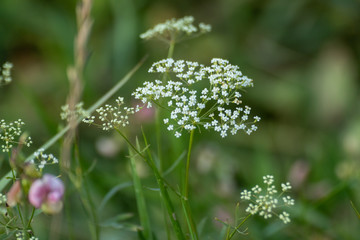 Macro of  white Pimpinella Saxifraga or burnet-saxifrage flowers plant with blurred background....