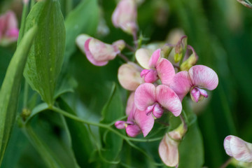 Wild white and pink sweet peas tender flowers blossom macro on green blurry background