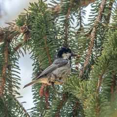 Mésange charbonnière