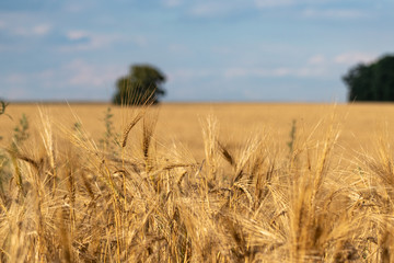 Naklejka premium Sunny wheat field close, harvest with nice clouds on blue sky and blurred green trees in distance. Agriculture gathering in crops summer time