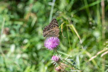 Buuterfly on flower - papillon sur une fleur