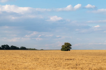 Obraz premium Summer wheat field harvest with clouds on vivid blue sky and green trees in distance. Agriculture crops time