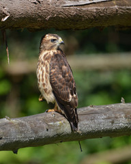 Fledgling Broad-winged hawk baby sits perched on fence rail looking around