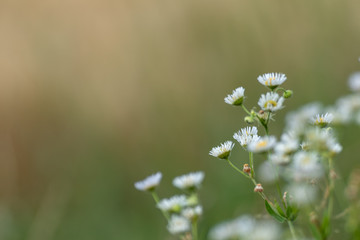 Tiny white wild daisy like flowers in wild natural flowers field in green blurred environment background. Erigeron strigosus with copy space