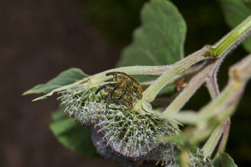 Weevil beetle on an inflorescence of Burdock (lat. Arctium lappa).