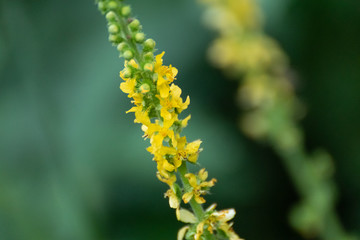 Agrimony yellow tall stem medicinal herb flowers macro. Wild summer meadow grass close-up on blurred dark green lawn natural background