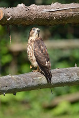 Fledgling Broad-winged hawk baby sits perched on fence rail looking around