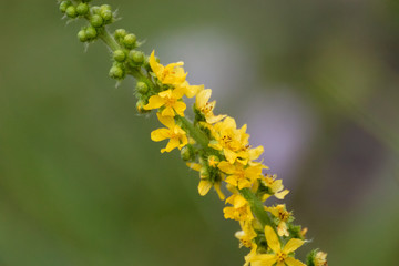 Agrimony yellow tall stem medicinal herb flowers macro. Wild summer grass close-up on blurred green lawn natural background