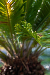close up of a palm tree leaf