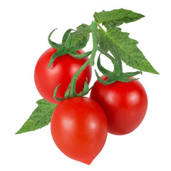 Tomatoes on a branch  with leafs isolated on white background with clipping path