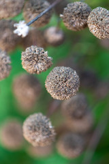 abstract nature background in brown and green 