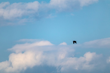 Naklejka na ściany i meble One single black bird silhouette flying hunting in cloudy evening blue sky