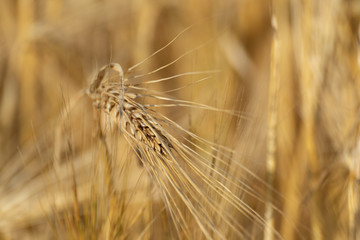 Sunny gold wheat straw seeds close-up with blurred field background. Agriculture gathering in crops summer time macro