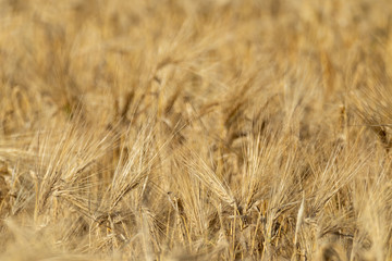 Sunny gold wheat straws close-up. Yellow barley textured background. Agriculture gathering in crops summer time