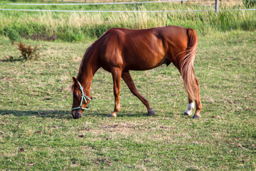 Obraz premium Pferd, Pferde, Hengst auf einer Weide, Koppel beim grasen 