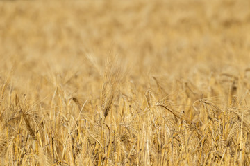 Sunny gold wheat straws close-up with blurred background. Yellow barley texture. Agriculture gathering in crops summer time