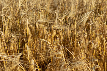 Sunny gold wheat straws grain close-up. Yellow barley textured background. Agriculture gathering in crops summer time