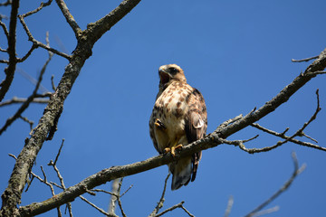Screeching young Broad-winged hawk perched in a tree