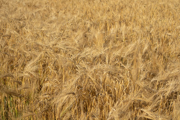 Sunny gold wheat grain close-up. Yellow barley textured background. Agriculture gathering in crops summer time