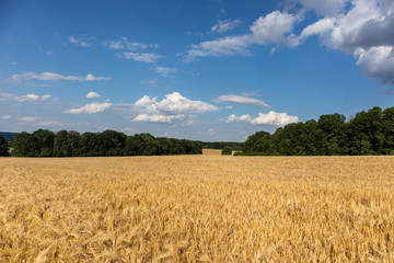 Golden wheat field harvest with clouds on vivid blue sky and green trees in distance. Agriculture crops summer time