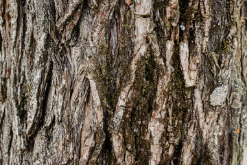 tree bark texture
