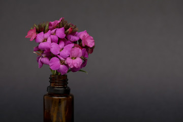 Isolated image of bunch of purple wallflower flowers in small amber glass essential oil bottle on black background with copy space