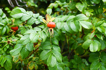 Rose hip in the garden