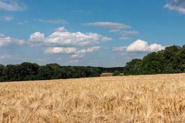 Golden wheat field harvest with clouds on vivid blue sky and green trees in distance. Agriculture farm. Source for bread
