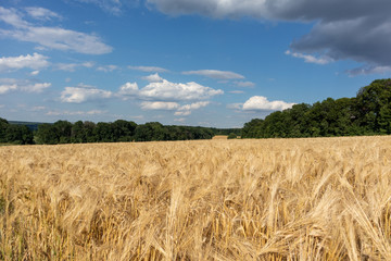 Golden wheat field crop with clouds on vivid blue sky and green trees in distance. Agriculture crops summer time
