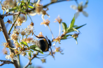 Eine Hummel bestäubt die Blüten eines Obstbaumes.