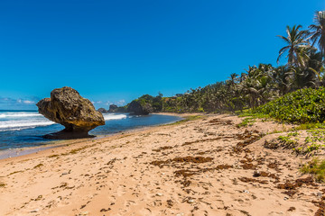 The stunning sandy beach and wave-cut boulders of Bathsheba Beach on the Atlantic coast of Barbados