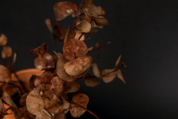 Small terracotta pot filled with dry eucalyptus leaves. Close up nature image with black background.