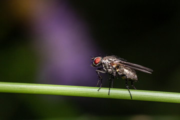 close up of a fly