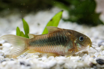 Nahaufnahme von einem Metallpanzerwels in einem Aquarium.