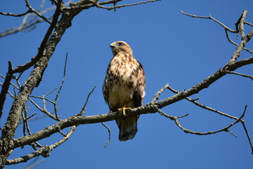 Juvenile Broad-winged hawk perched in a tree