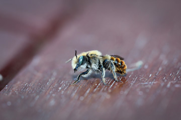Eine Nahauifnahme einer Honigbiene, Bienen sind äußerst nutzvolle Insekten.
