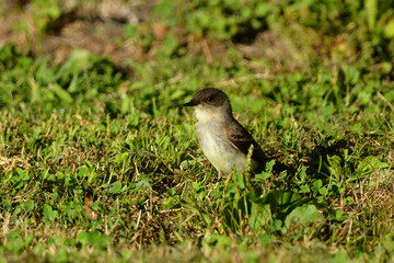 Fototapeta premium Eastern Phoebe sits perched in the grass