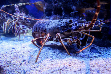 Nahaufnahme von einem Hummer in einem Gewässer.
